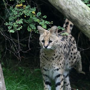 serval