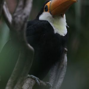 toco toucan