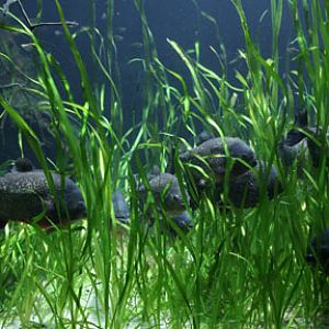 red bellied pirhanas