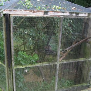 black footed cat exhibit