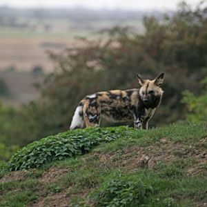 wild dog