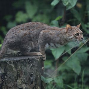 rusty spotted cat