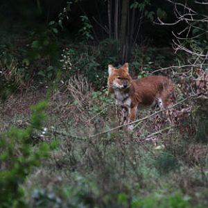 dhole