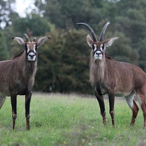roan antelope