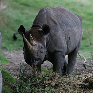 black rhinoceros