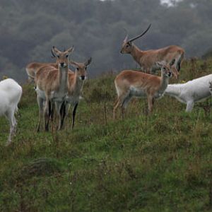 red (and white) lechwe