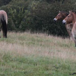 przewalskis horses