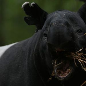 malayan tapir