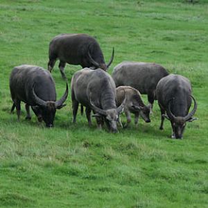 water buffaloes with calf