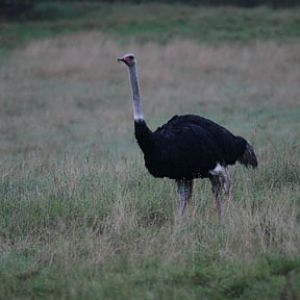 ostrich