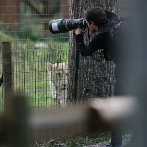 photographer and white lion