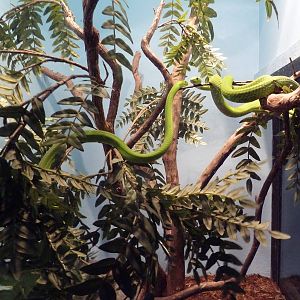 Reptile Encounter - Eastern Green Mambas