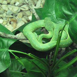 Reptile Encounter - West African Bush Viper