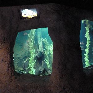 Reptile Encounter - Fly River Turtle Exhibit