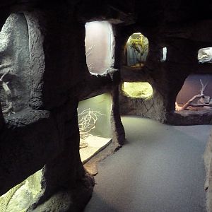 Reptile Encounter - Rattlesnake Canyon