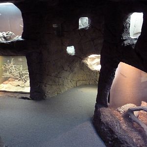 Reptile Encounter - Rattlesnake Canyon