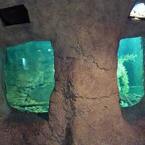 Reptile Encounter - Fly River Turtle Exhibit