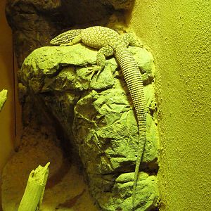 Reptile Encounter - Ridge-Tailed Monitor