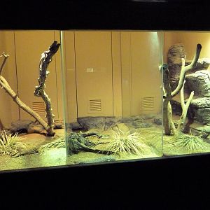 Reptile Encounter - Australian Exhibits