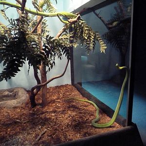 Reptile Encounter - Eastern Green Mamba Exhibit