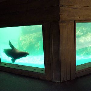 Sea Lion Exhibit