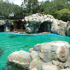 Sea Lion Exhibit