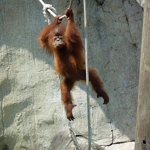 World Of Primates - Sumatran Orangutan