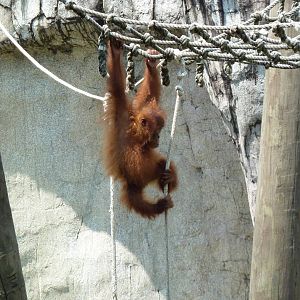 World Of Primates - Sumatran Orangutan