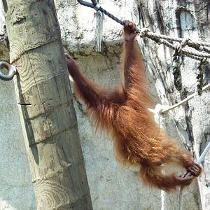 World Of Primates - Sumatran Orangutan