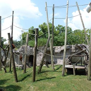 World Of Primates - Sumatran Orangutan Exhibit