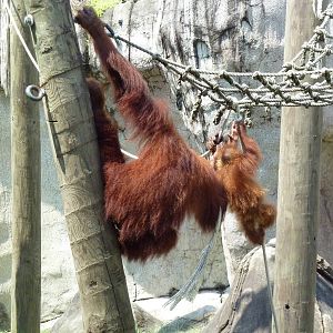 World Of Primates - Sumatran Orangutans