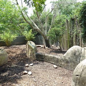 African Savanna - Red River Hog Exhibit