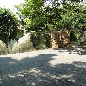 African Savanna - Red River Hog Exhibit