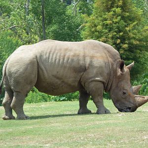 African Savanna - White Rhino