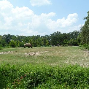 African Savanna - Mixed-Species Exhibit (5 Species)