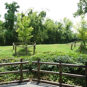 African Savanna - Thomson's Gazelle/Eland Exhibit