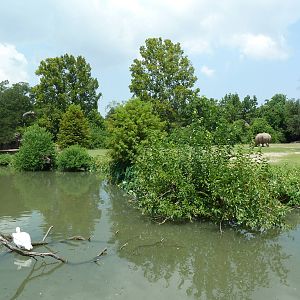 African Savanna - Mixed-Species Exhibit (5 Species)