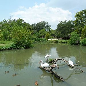 African Savanna - Mixed-Species Exhibit (5 Species)
