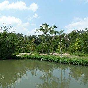African Savanna - Mixed-Species Exhibit (5 Species)