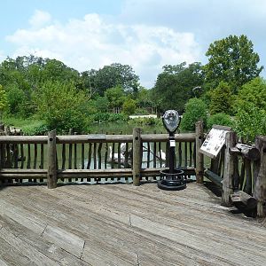 African Savanna - Mixed-Species Exhibit (5 Species)