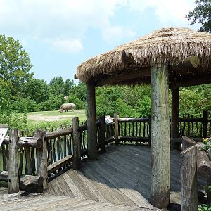 African Savanna - Mixed-Species Exhibit (5 Species)