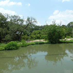 African Savanna - Mixed-Species Exhibit (5 Species)