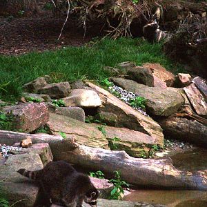 Raccoon and Raccoon Dog at Wildpark Pforzheim, 02/09/10