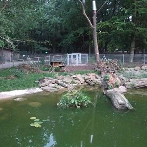Raccoon and Raccoon Dog Exhibit at Wildpark Pforzheim, 02/09/10