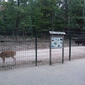 Fallow Deer and Yak at Wildpark Pforzheim, 02/09/10