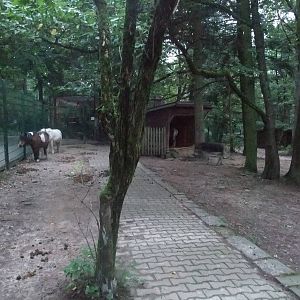 Equid Paddock at Wildpark Pforzheim, 02/09/10