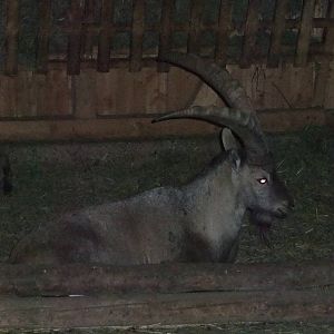 Alpine Ibex at Wildpark Pforzheim, 02/09/10