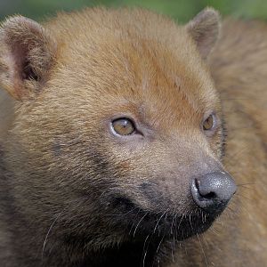 Bush dog