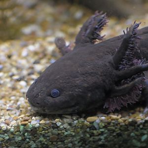 Andersons salamander neotonous