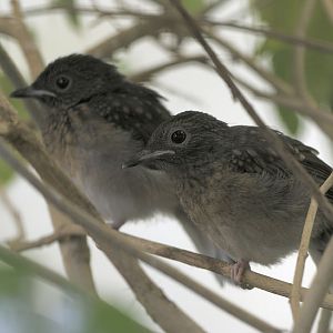 Shama fledglings